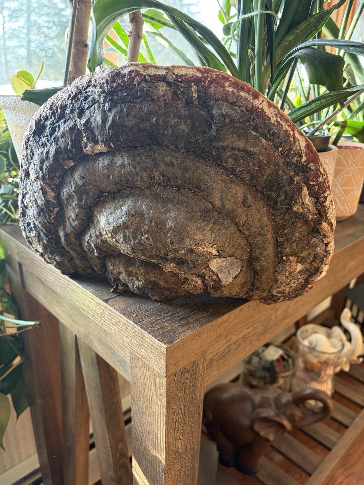 Tree Mushroom, Acrylic Painting, Doe, Fawn, Deer