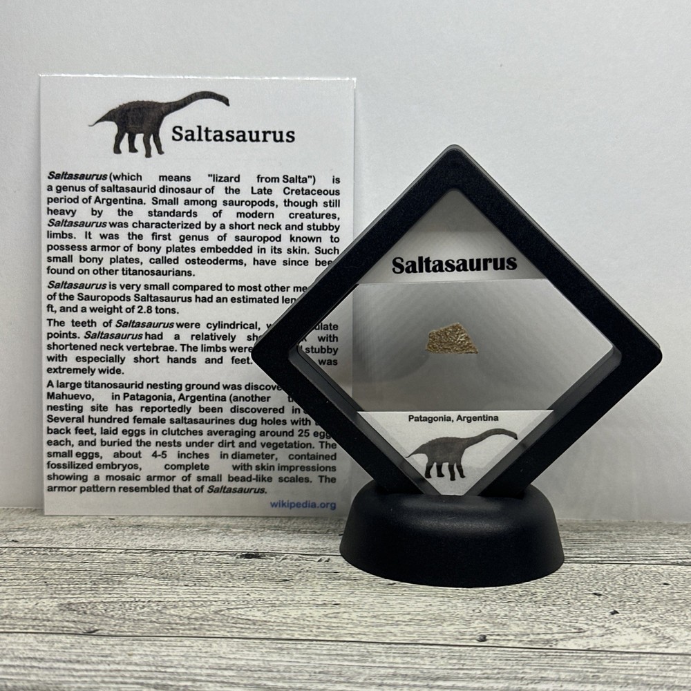 Saltasaurus Extinct Dinosaur Eggshell Fossil Piece in Display Case