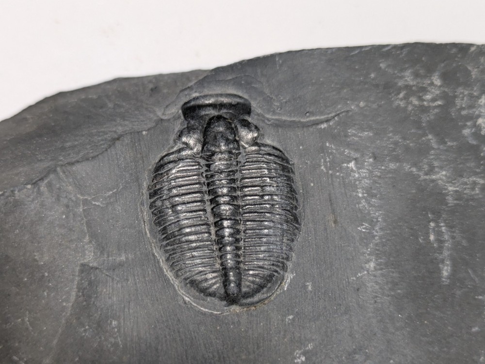 Fossilized Trilobite