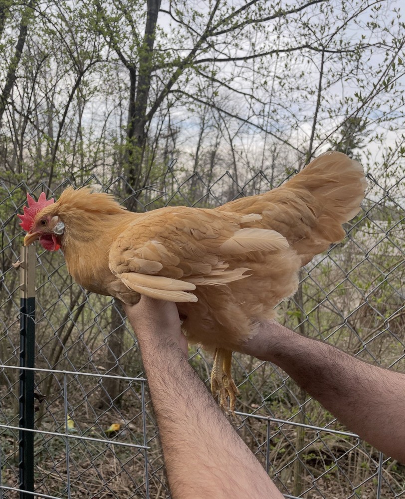 12 LF Colored Leghorn Hatching Eggs!