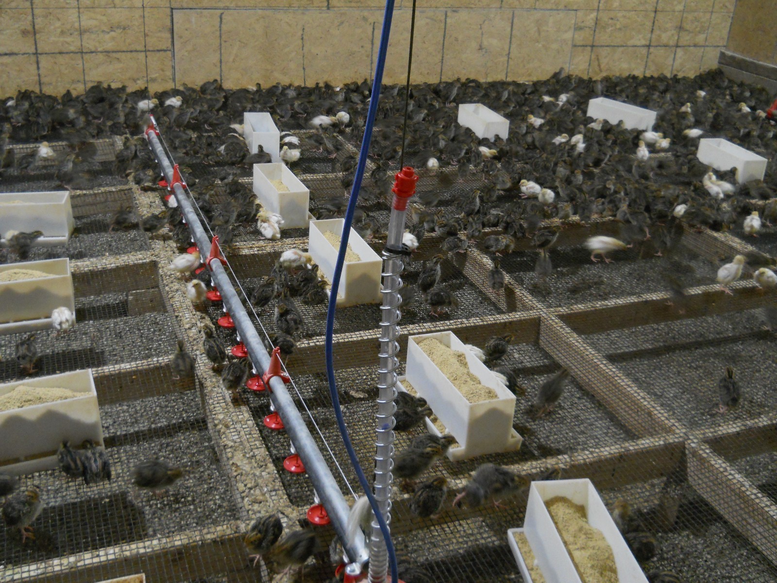 33+ KINGsBROWN XL. JUMBO brown coturnix quail hatching eggs,