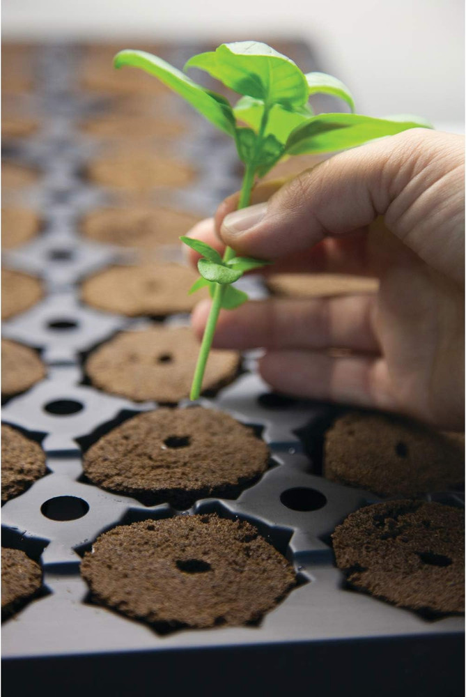 GH3253 Rapid Rooter Replacement Plugs 50 Count