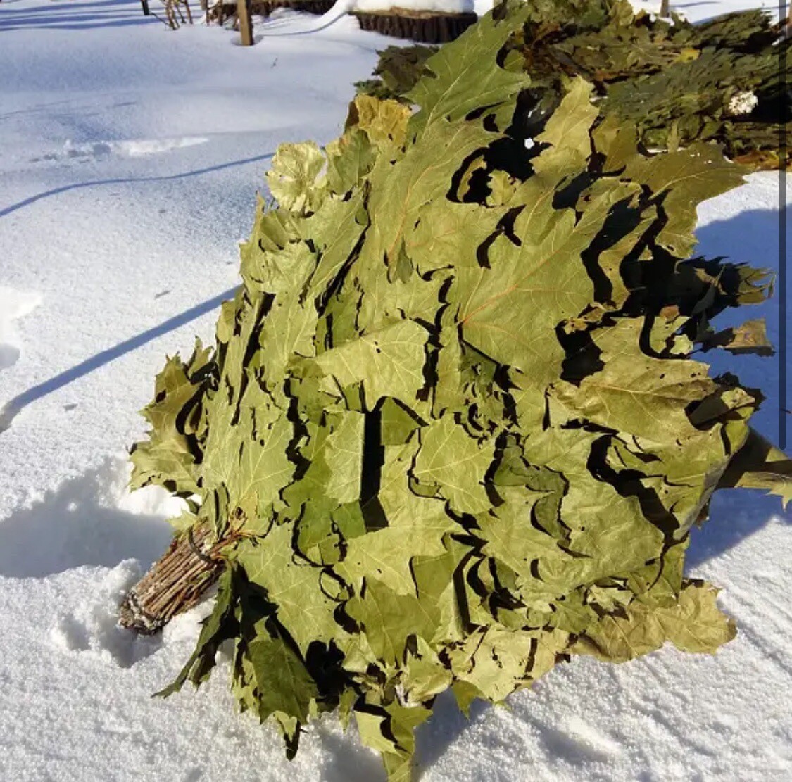 24 OAK whisks sauna banya venik brooms NEW SEASON 2025 FREE SHIPING