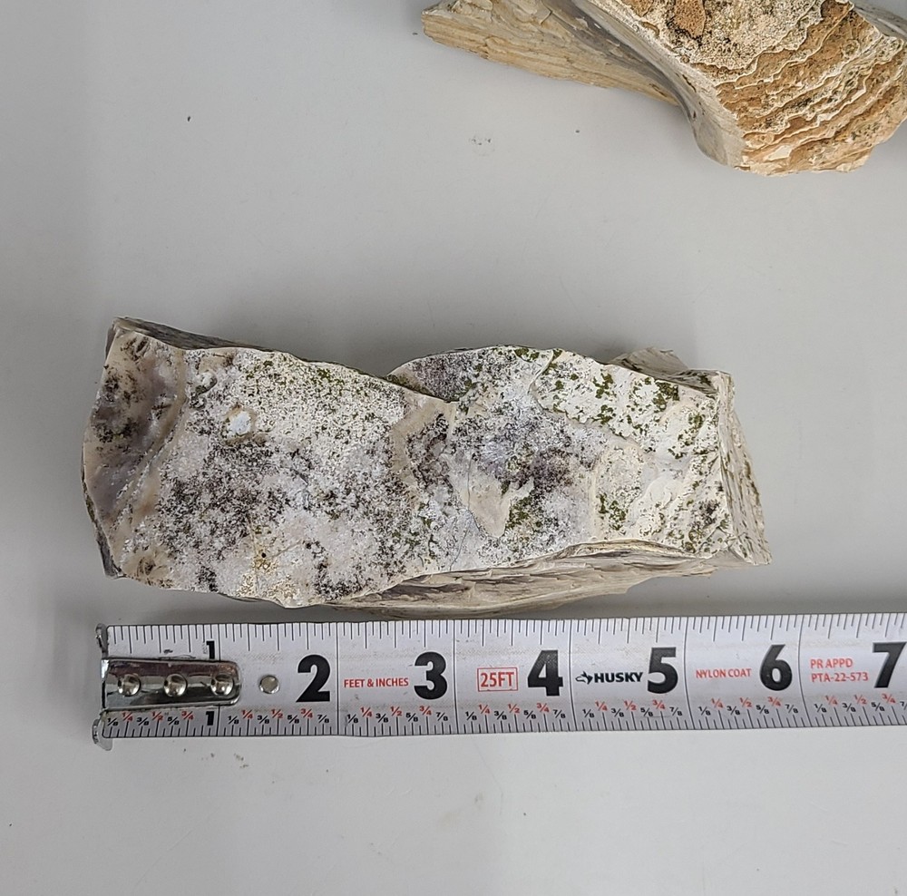 Petrified Wood Chert Fossilized Rocks