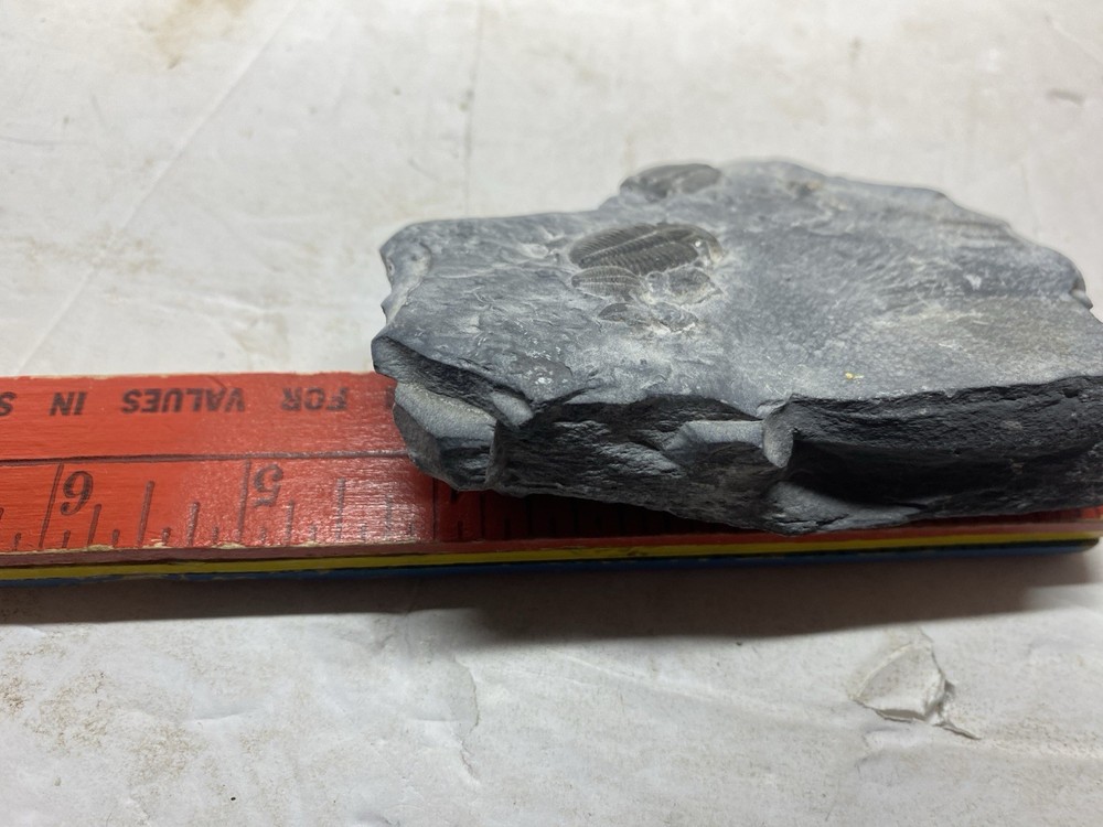 Large Multiple Trilobite Fossil Slab
