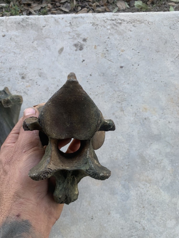 Fossilized Bison Bones