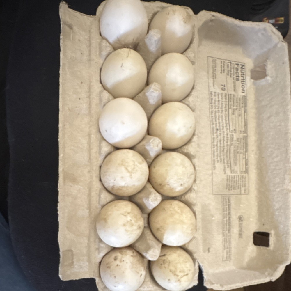 12+ Rouen x buff duck hatching eggs!
