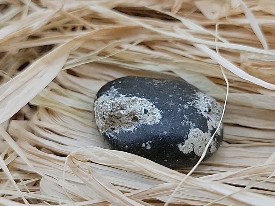 Real Permineralized Reptile Egg Fossil