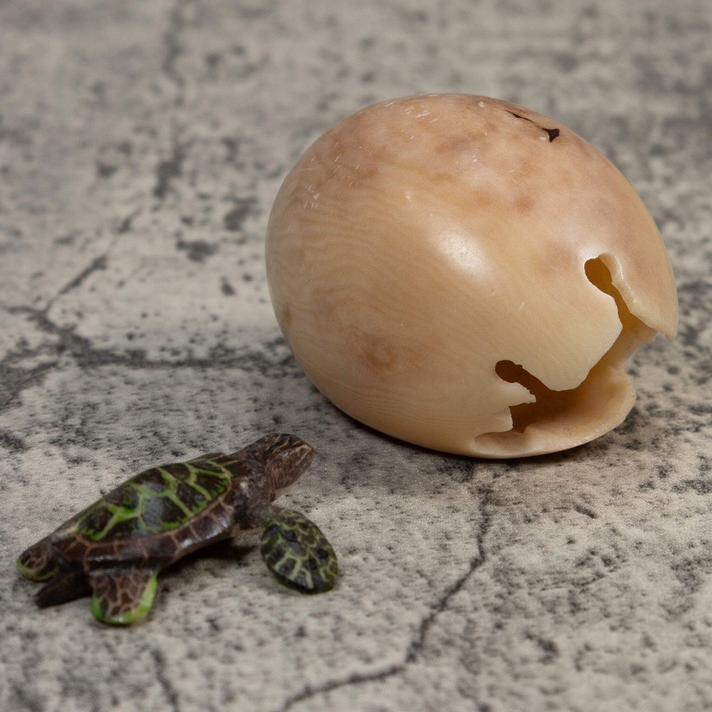 Sea Turtle Emerging From Egg Tagua Carving