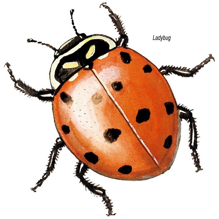 CafePress Ladybug Beetle 10" Wall Clock (17643736)