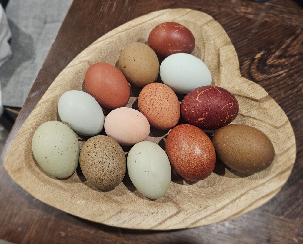 12+ Barnyard Mix Hatching Eggs