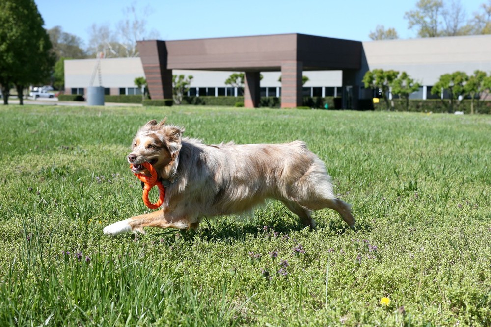 Double Ring Toy TPR Rope Combo Durable Interactive Fetch For Aggressive