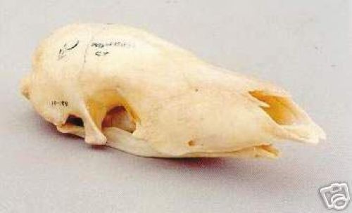 PANGOLIN  SKULL   REPLICA