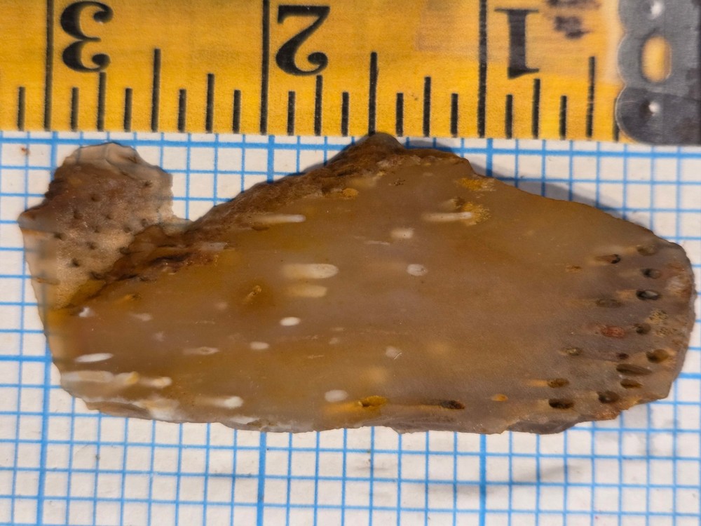 Agatized Palm Slab