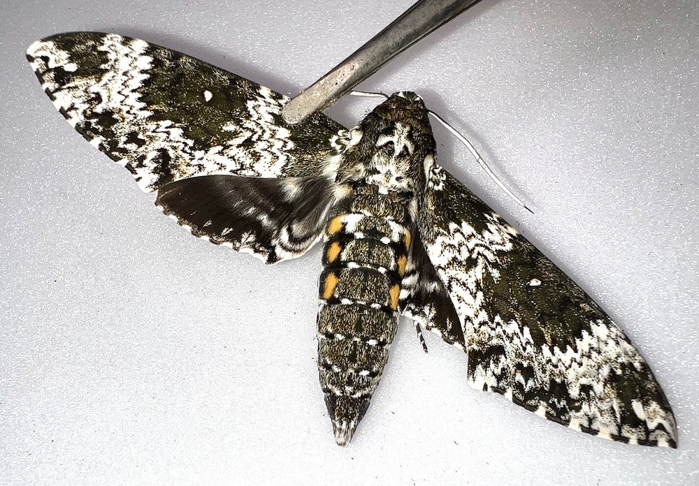FARM RAISED RUSTIC SPHINX MOTH - Manduca rustica - So Florida