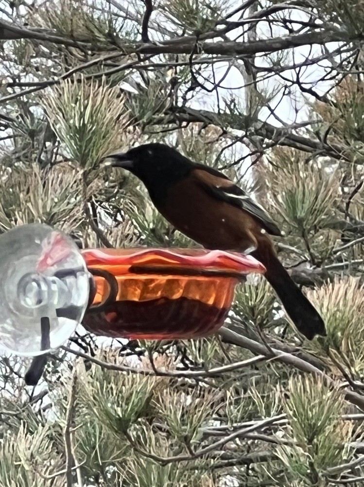 Window Oriole Freeder