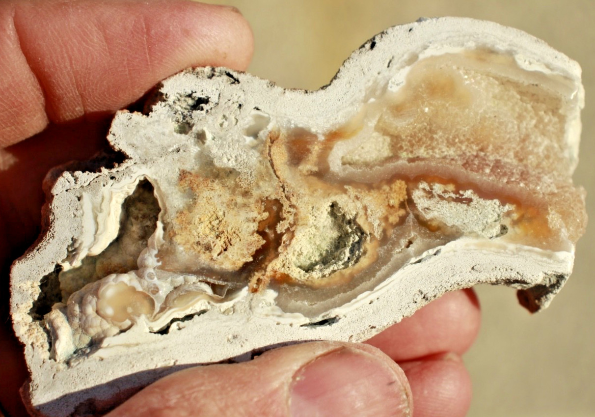 Polished Tampa Bay Fossil Coral Half • 3.0" Long/2.0 oz.