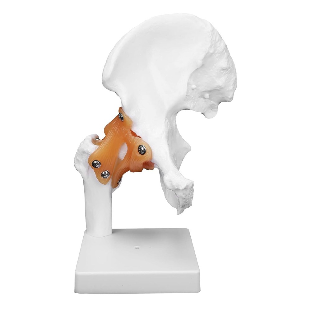 Hip Joint Model With Ligament Human Skeleton Bone Model Teaching Model Training