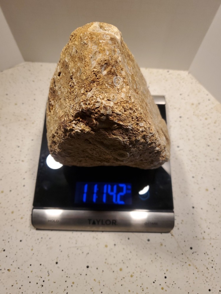 About 11 pound 14 oz Triangular Densely Packed Fossilized Shells Rock thatStands