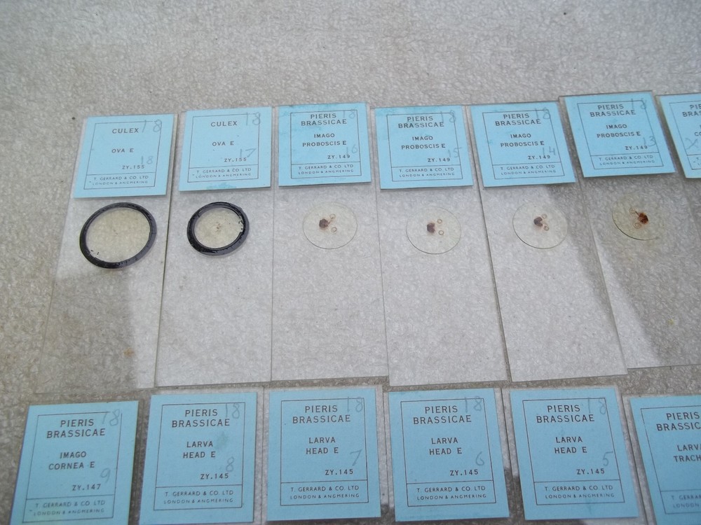 Vintage Glass Microscope Slides -