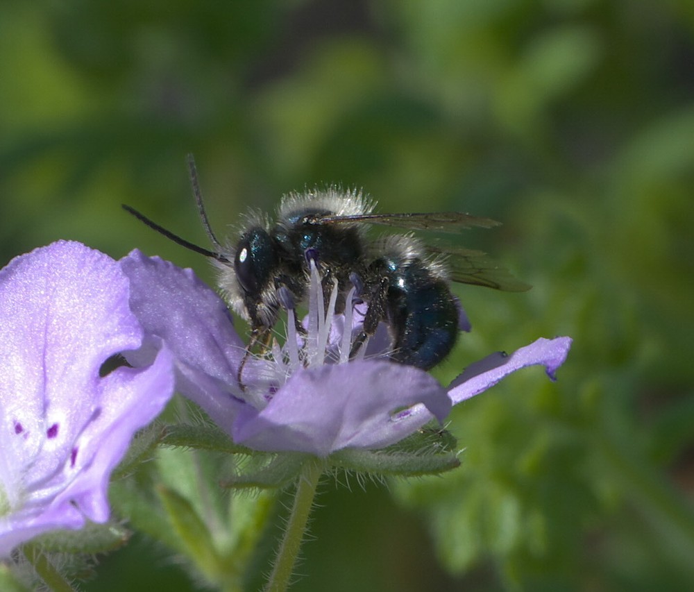 Blue orchard mason bee cocoons, inspected, hand-cleaned: spring pollinators