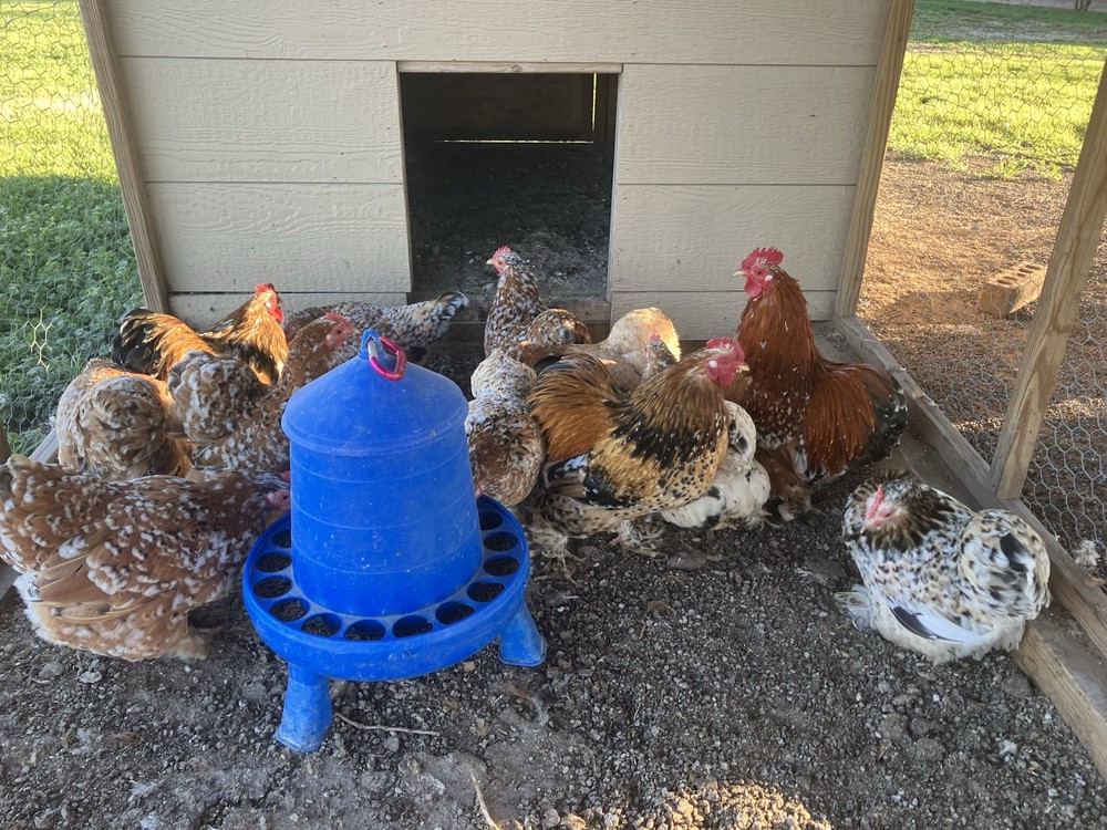 6+ Calico Cochin Bantam Hatching Eggs