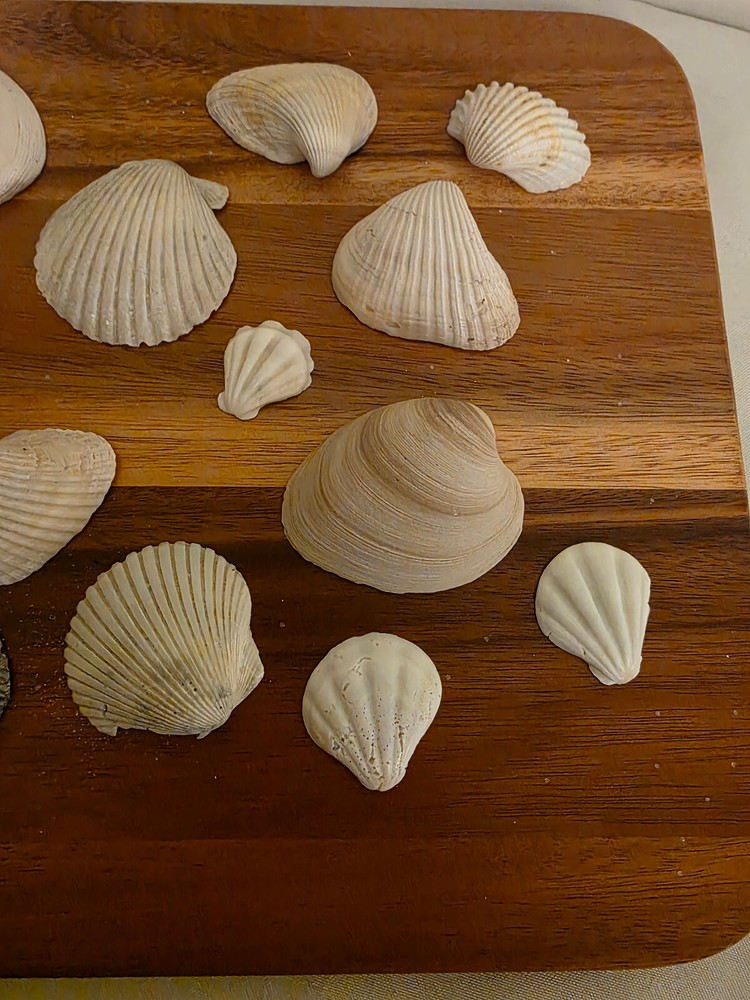 Ocean Seashell Lot - Estate Find