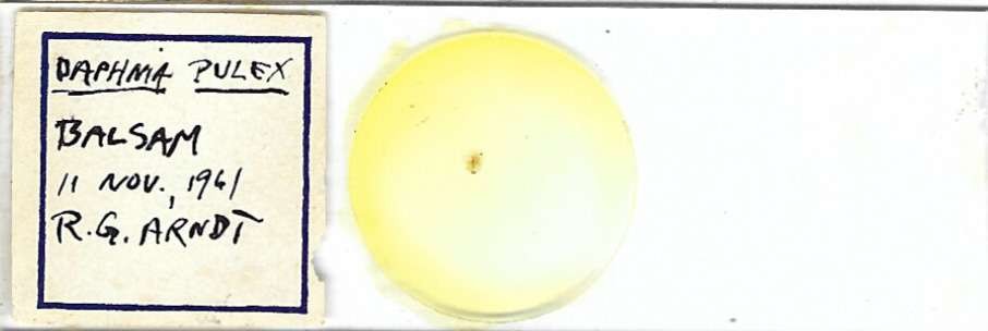 Water Flea Daphnia pulex Microscope Slide