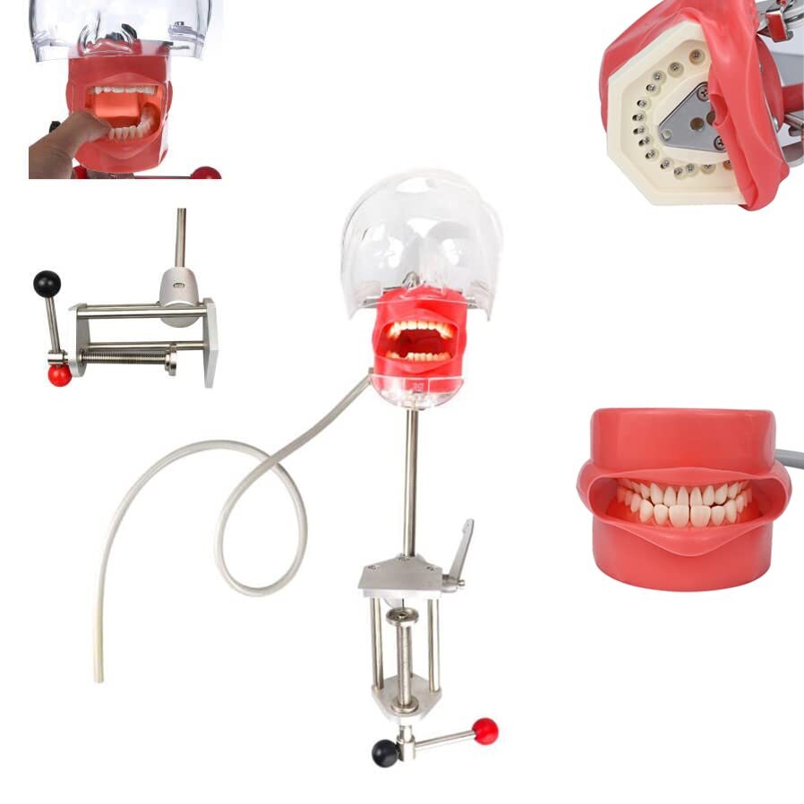 Dental Simulator Phantom Head for Dentist Education Teaching Practicing OralMold