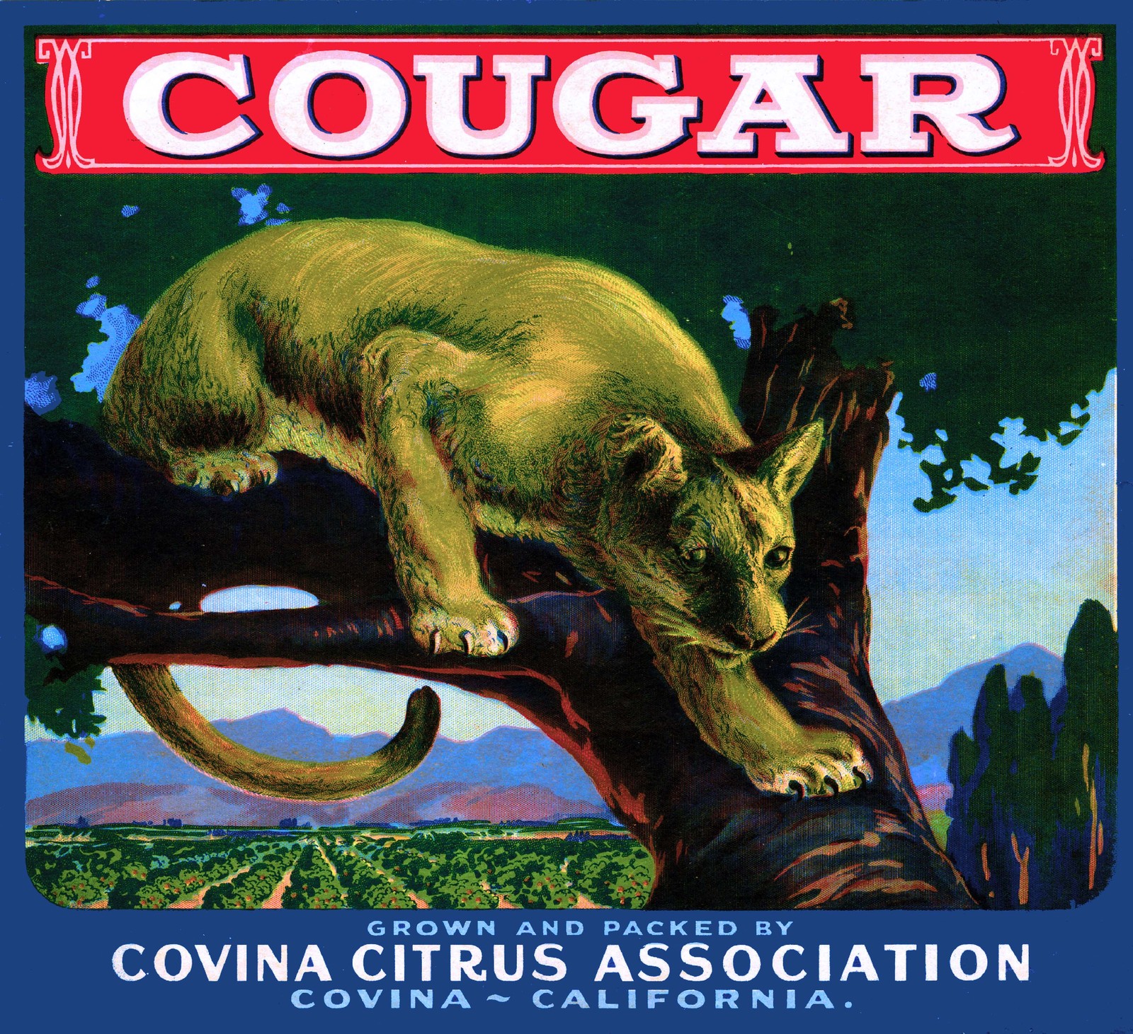 Covina Cougar #3 Mountain Lion Orange Citrus Fruit Crate Label Art Print