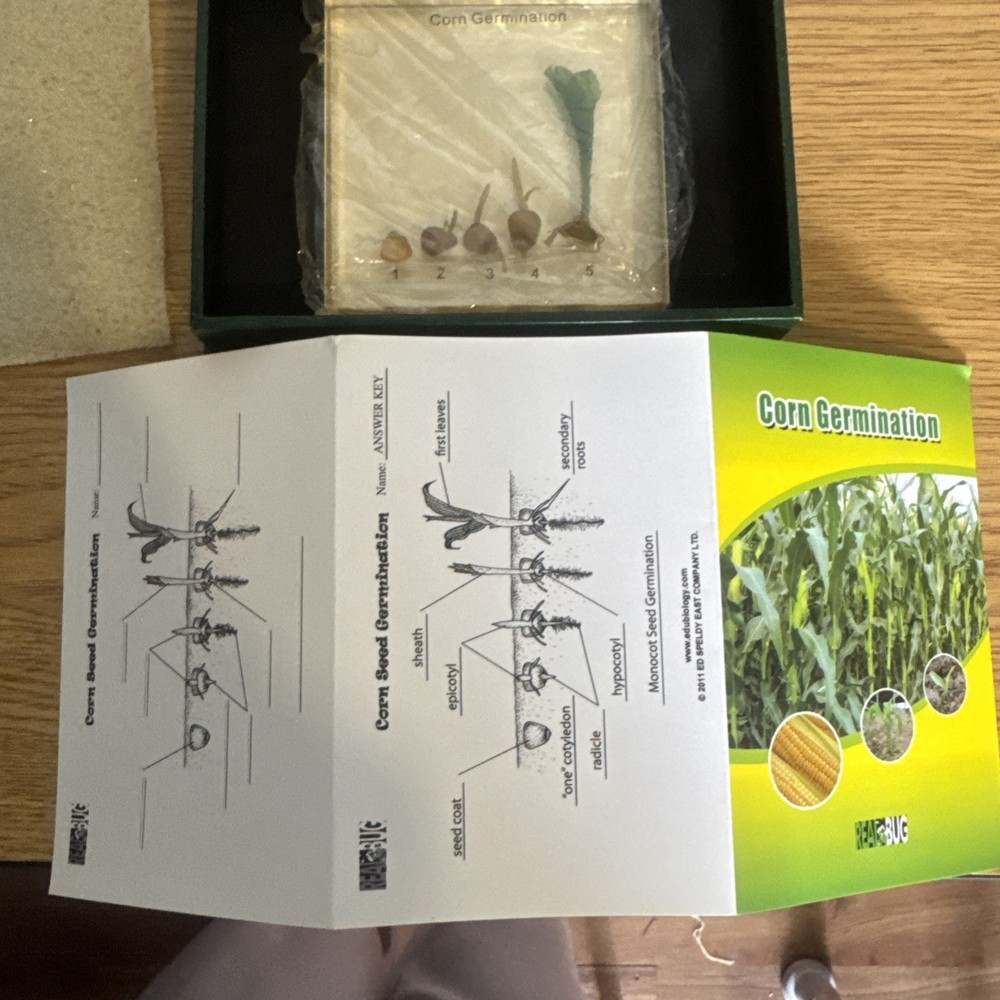 Corn Germination-specimen block