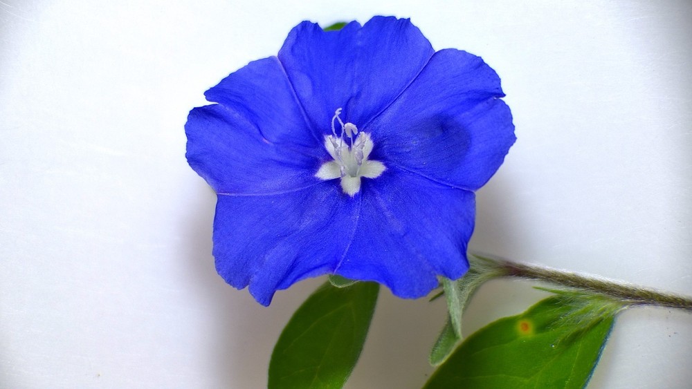 VIP Digital Microscope for Museums, Conservancies, STEM, etc.