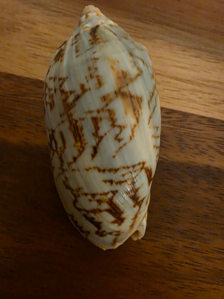 Ocean Seashell Lot - Estate Find