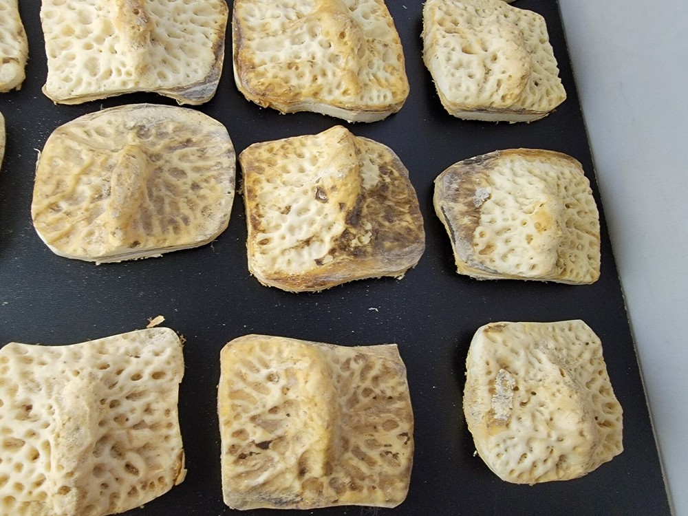 Gator Alligator Back Scute bone bones Bony scutes croc weird Osteoderms