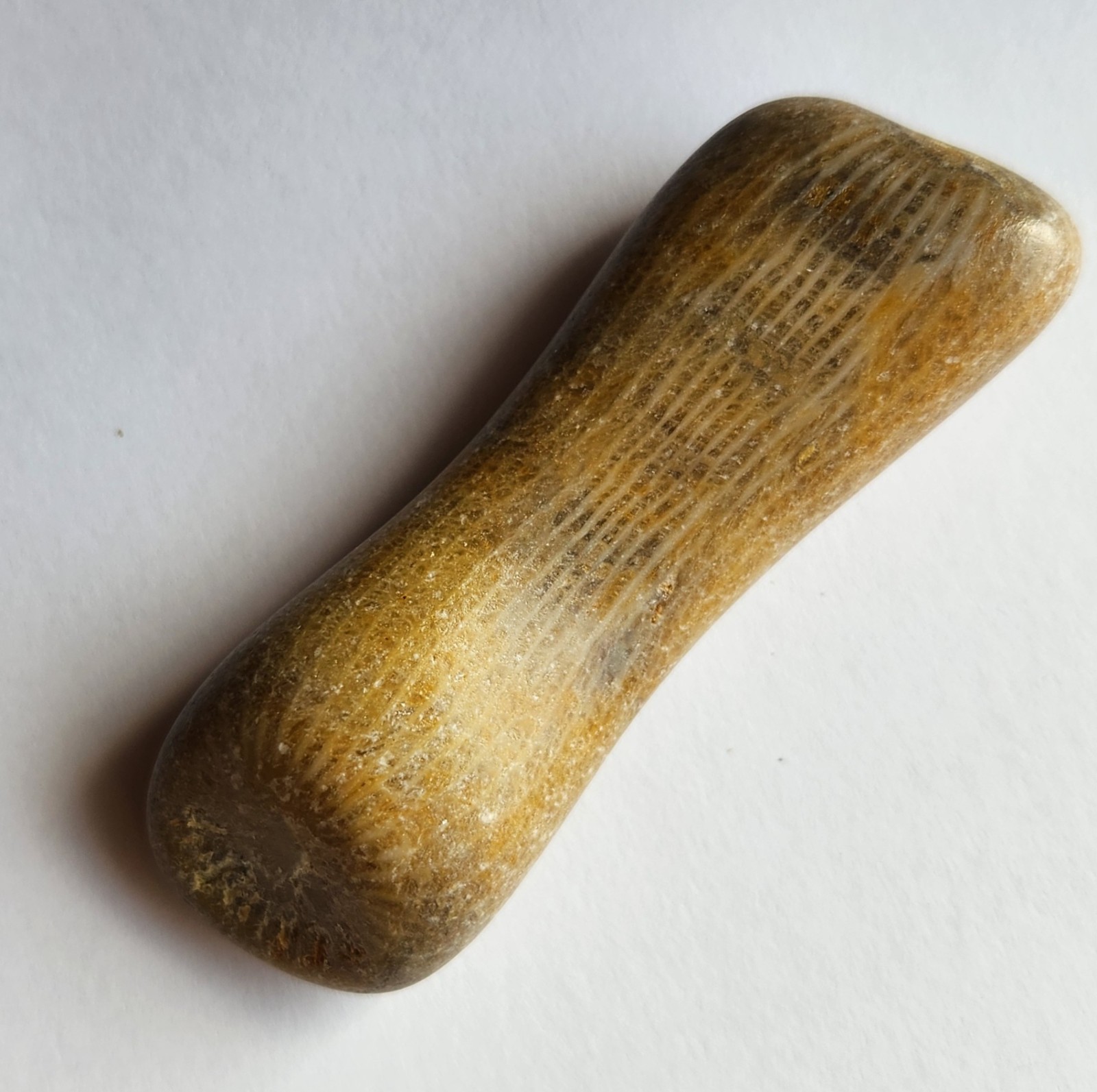 70g Awesome Tumbled Fossil Horned Coral Central Texas Pennsylvanian