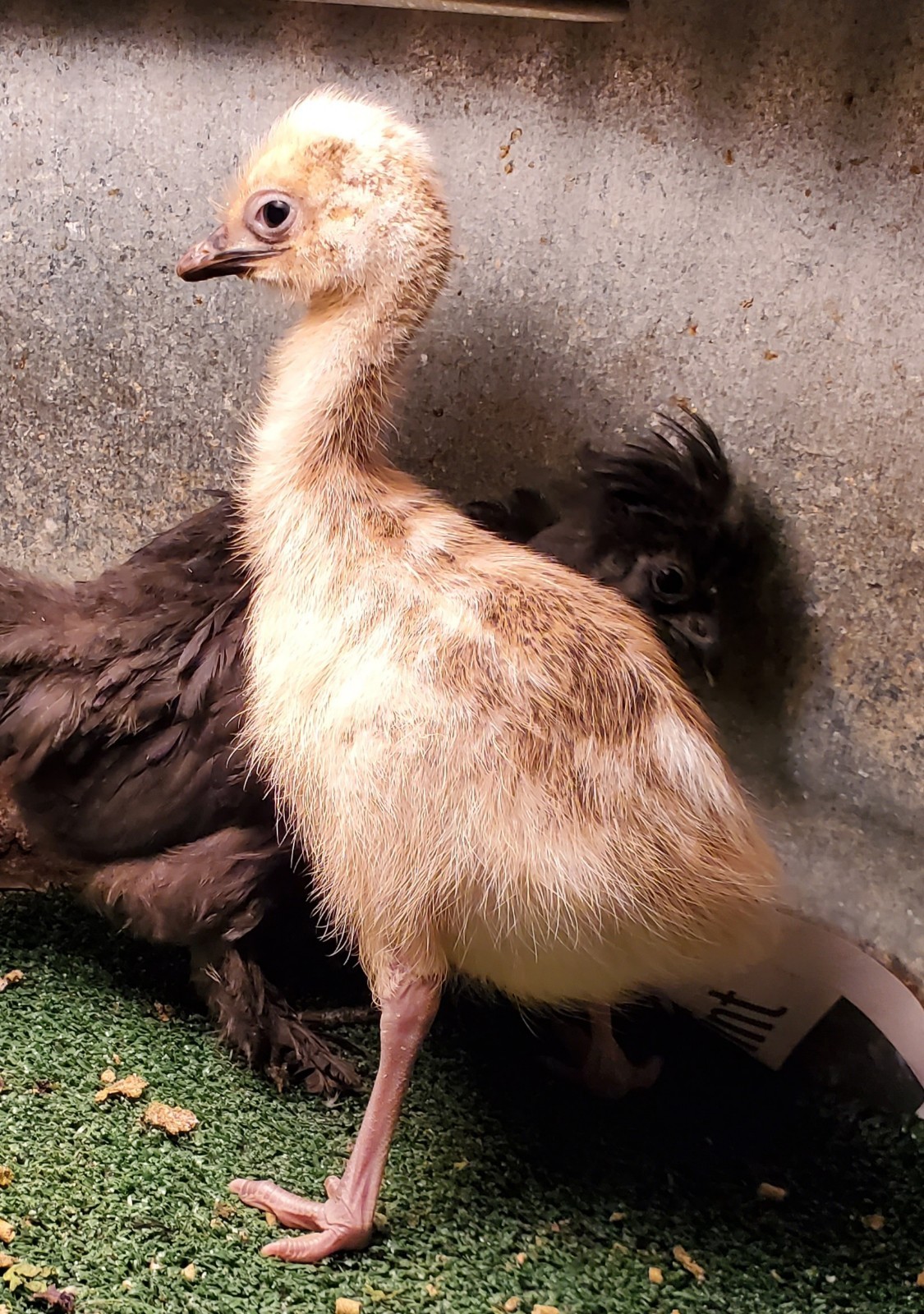 1 EMU Hatching Eggs - Blonde/White/Normal Breeding MOB!