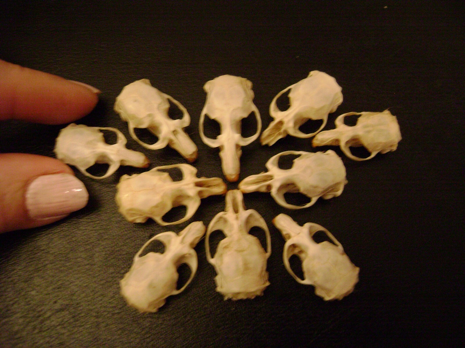 10 REAL MOUSE SKULLS for steampunk jewelry or magic wands TAXIDERMY LOT bones