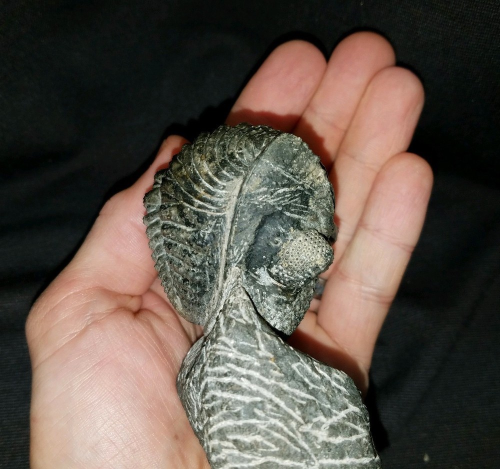 Massive rolled Drotops Trilobite Devonian of Morocco great details!!!