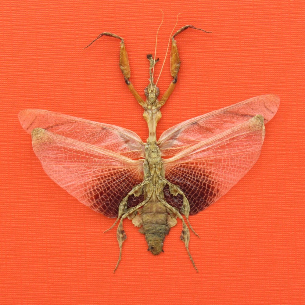 Real mounted Ghost Mantis - Phyllocrania paradoxa - RARE - A1