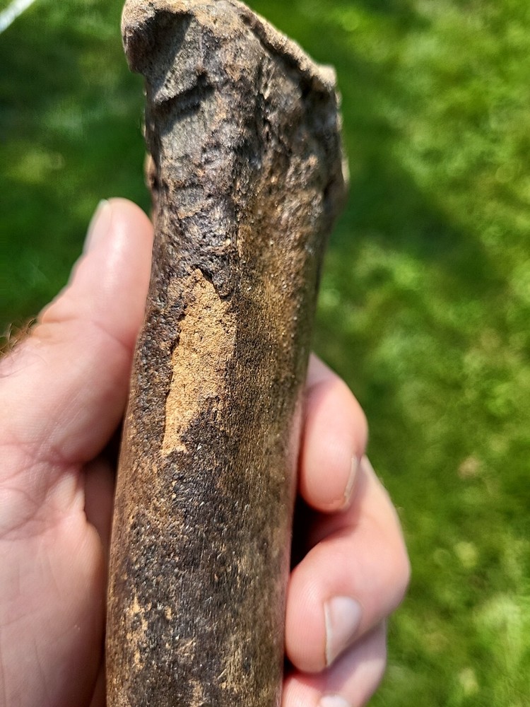 Bison metacarpal Historic bison foot bone