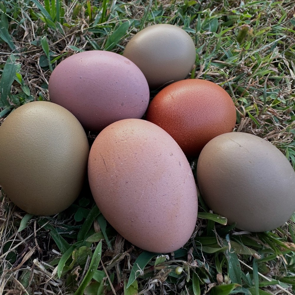 CHASING THE RAINBOW - 12 Olive Egger Hatching Eggs NPIP Certified, AI clean