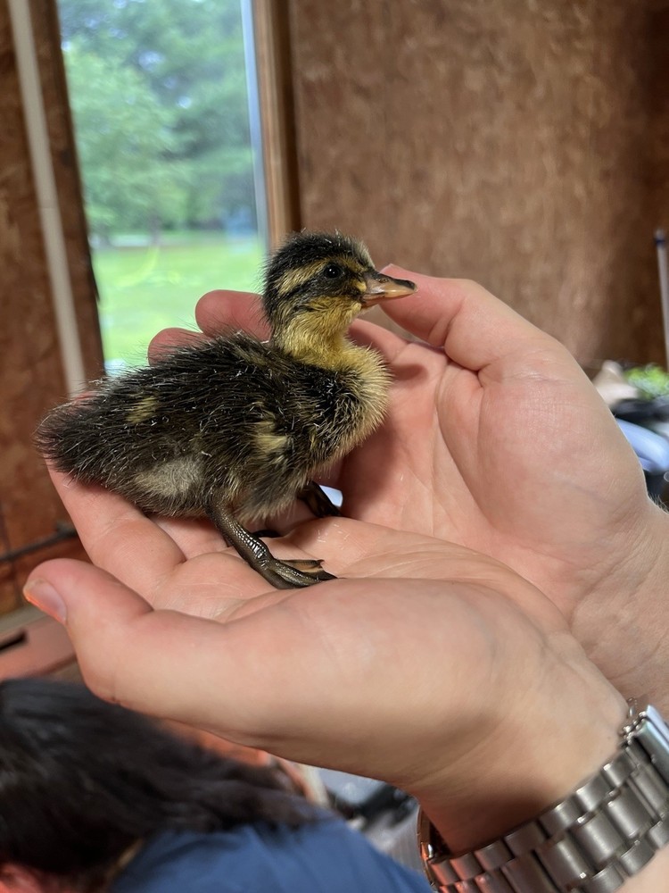 6++ Grey (Mallard) Indian Runner Duck Hatching Eggs