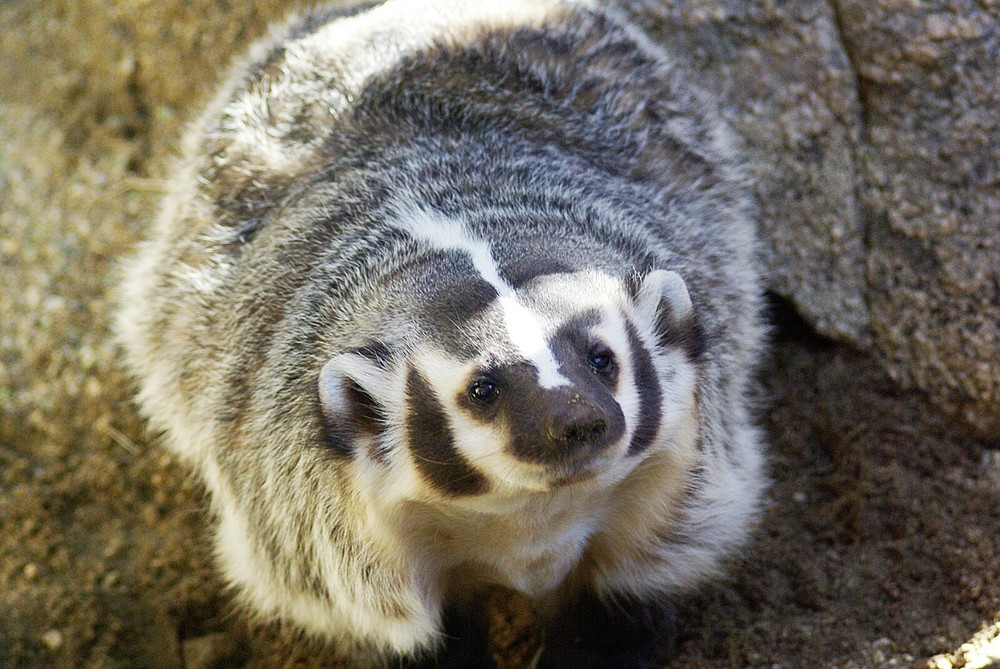 Badger Taxidermy Reference Photo Cd