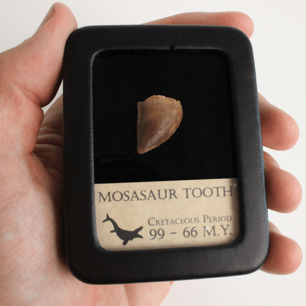 Mosasaur Tooth - With Beautiful Display Case