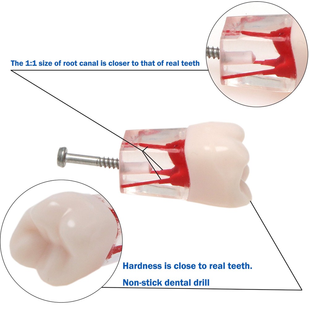 Dental Endo Root Canal Teeth Models Study RCT Practice Typodont Model #8006
