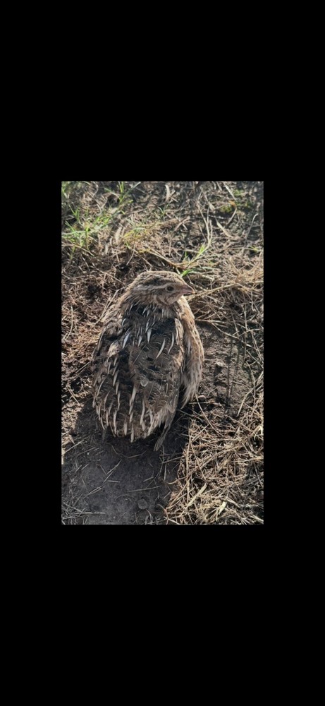 (18+ Total) 9 Celadon Blue/9 AssortedCoturnix Quail Hatching Eggs