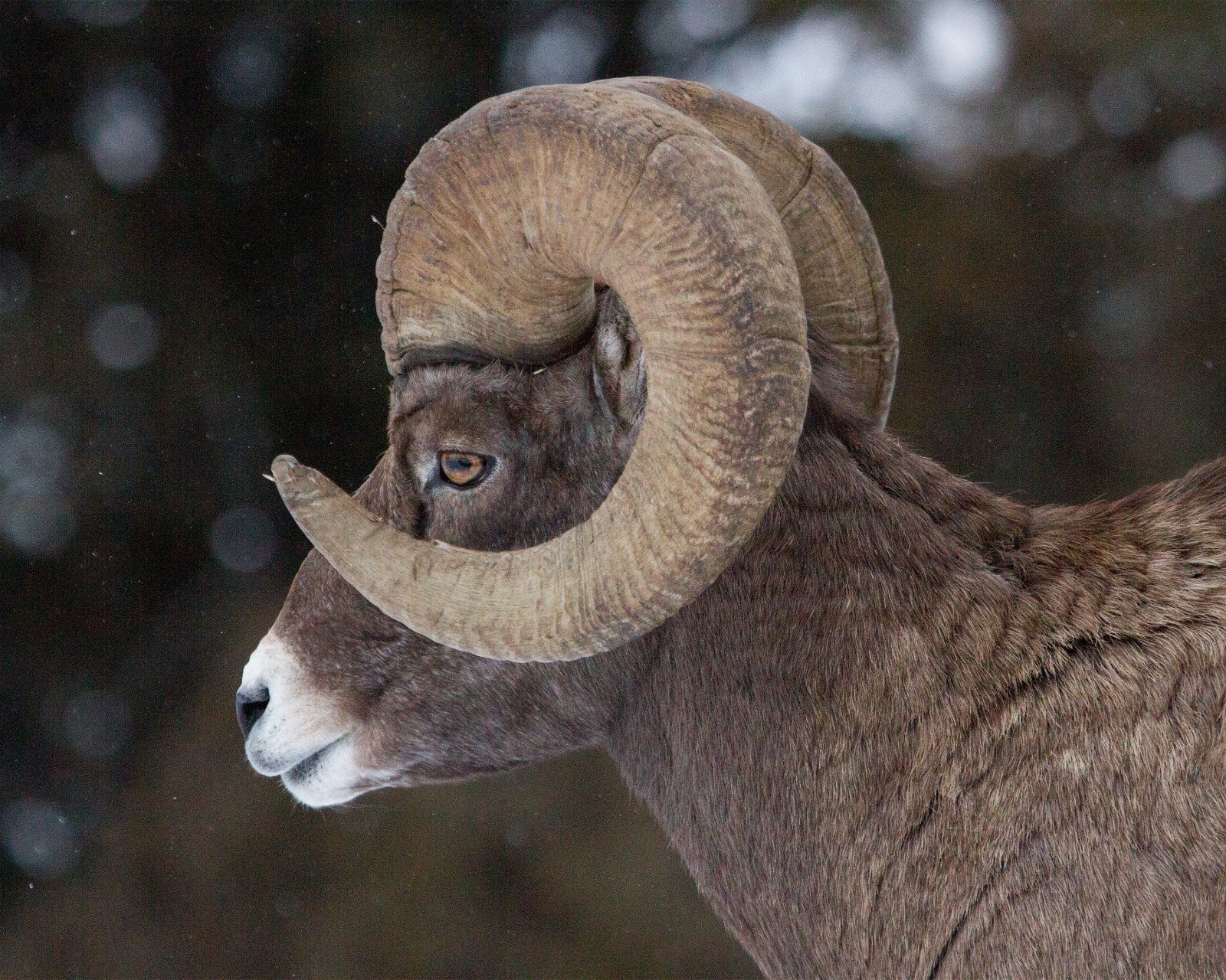 Bighorn Sheep Ram 8"x10" Photograph Print 8x10 #2