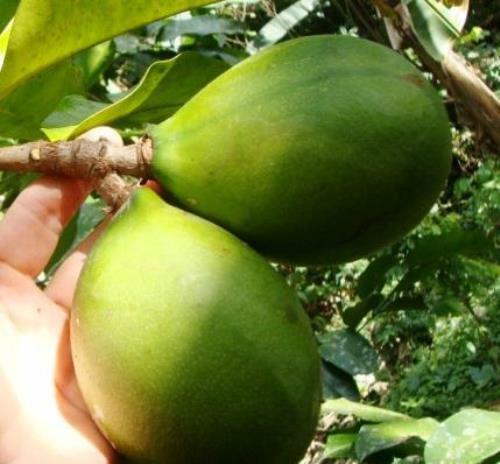 Akuamma seed capsules Picralima nitida extract 20-1 ratio