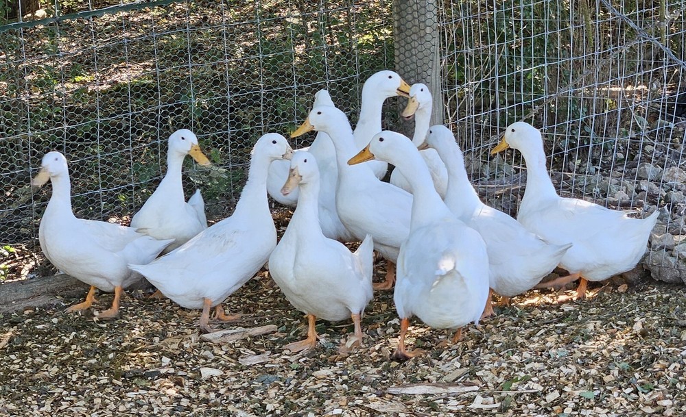 6 Jumbo Pekin Hatching Duck Eggs