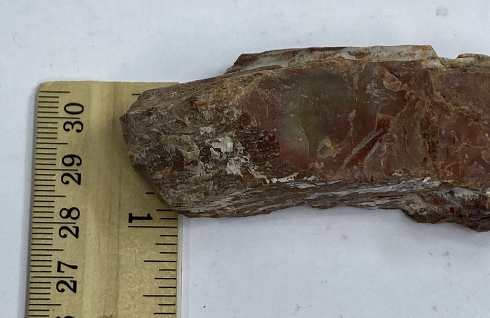 Petrified Wood Rough Approximately 3.5” X 1”